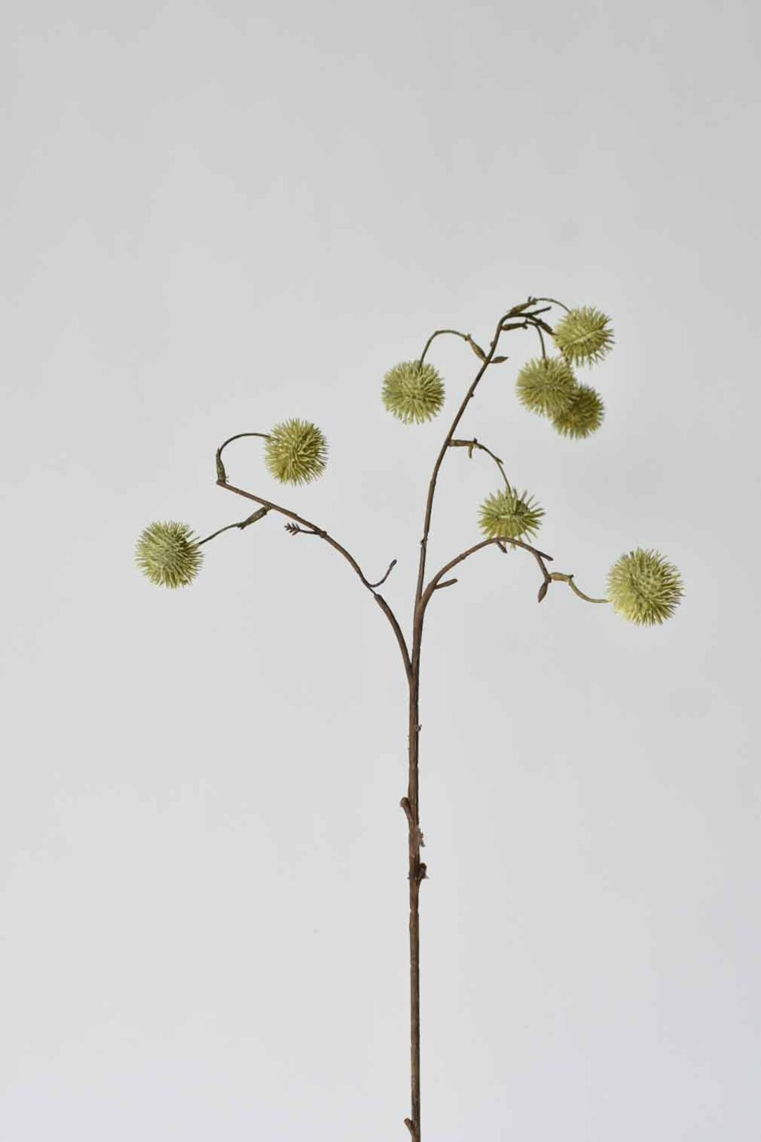 34 Green Globe Thistle Stem - Etsy | Etsy (US)