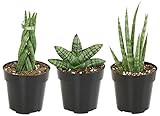 Sansevieria Assorted Plants (3 Pack), Snake Plant Live Indoor Plants, Sansevieria Plant Live House P | Amazon (US)