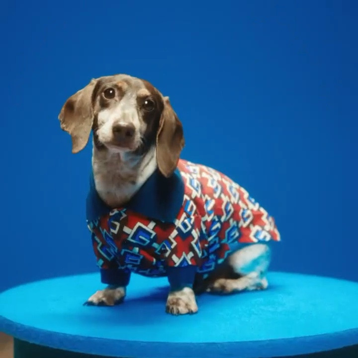 Love 💕 the Gucci Pets Collection! This video was launched back in 2022 with their exclusive #guccipets collection. You can still shop these adorable dog 🐶 and cat 🐈 clothes, pet beds, leashes, pet bowls, collars and more. #guccipet #celebritystyle #celebstyle #gucci #guccidog #luxurylifestyle 

#LTKBaby #LTKHome #LTKStyleTip