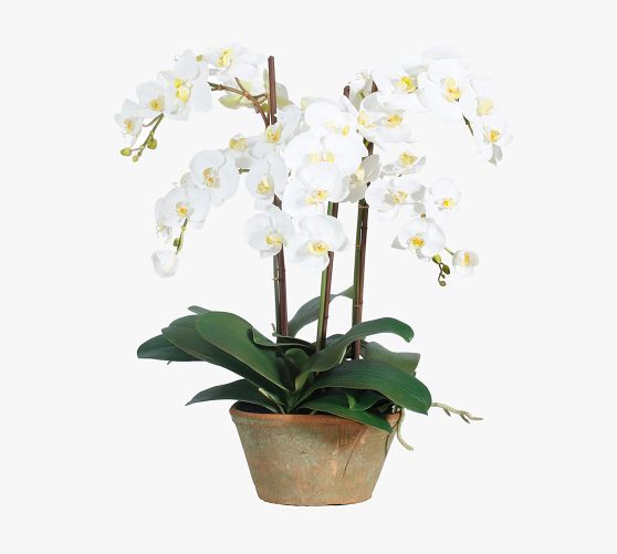 Faux Phalaenopsis In Planter | Pottery Barn (US)
