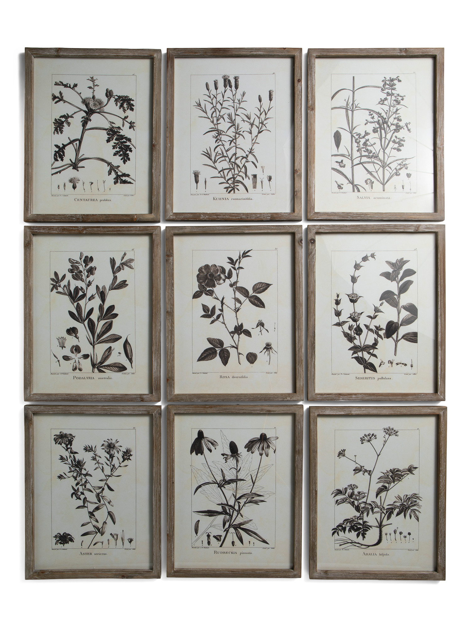 9pc 14x17 Rustic Foliage Study Wall Art Set | TJ Maxx