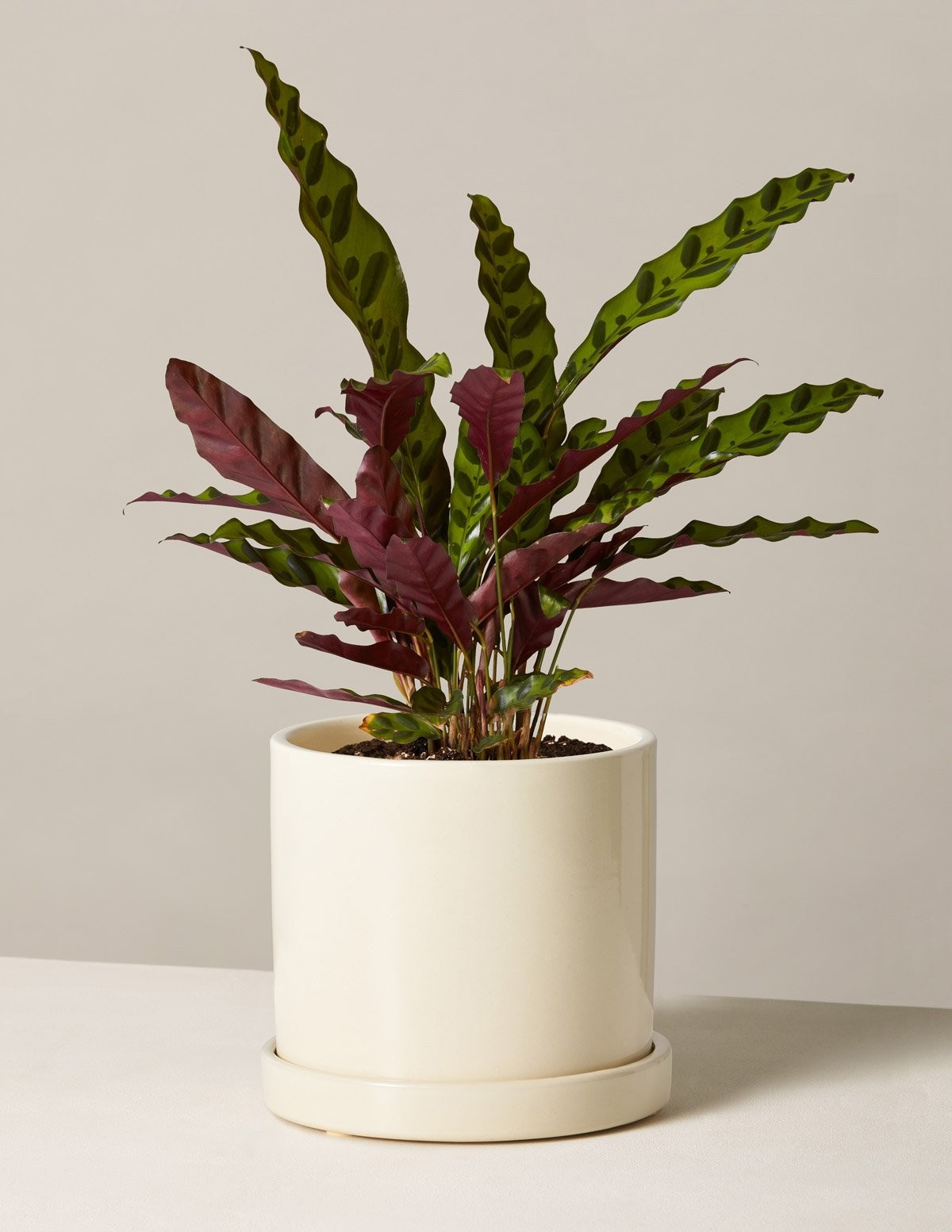 Calathea Rattlesnake | The Sill