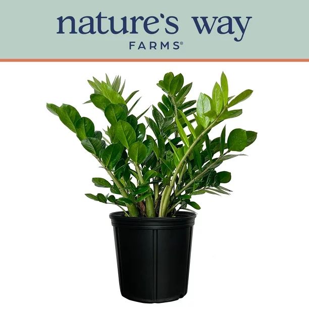 Nature's Way Farms ZZ Live Plant (25-30 in. Tall) in Growers Pot - Walmart.com | Walmart (US)