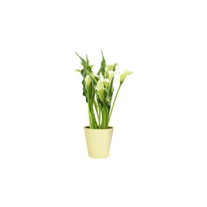 Live 5" White Calla Lily Houseplant - Spritz™ | Target