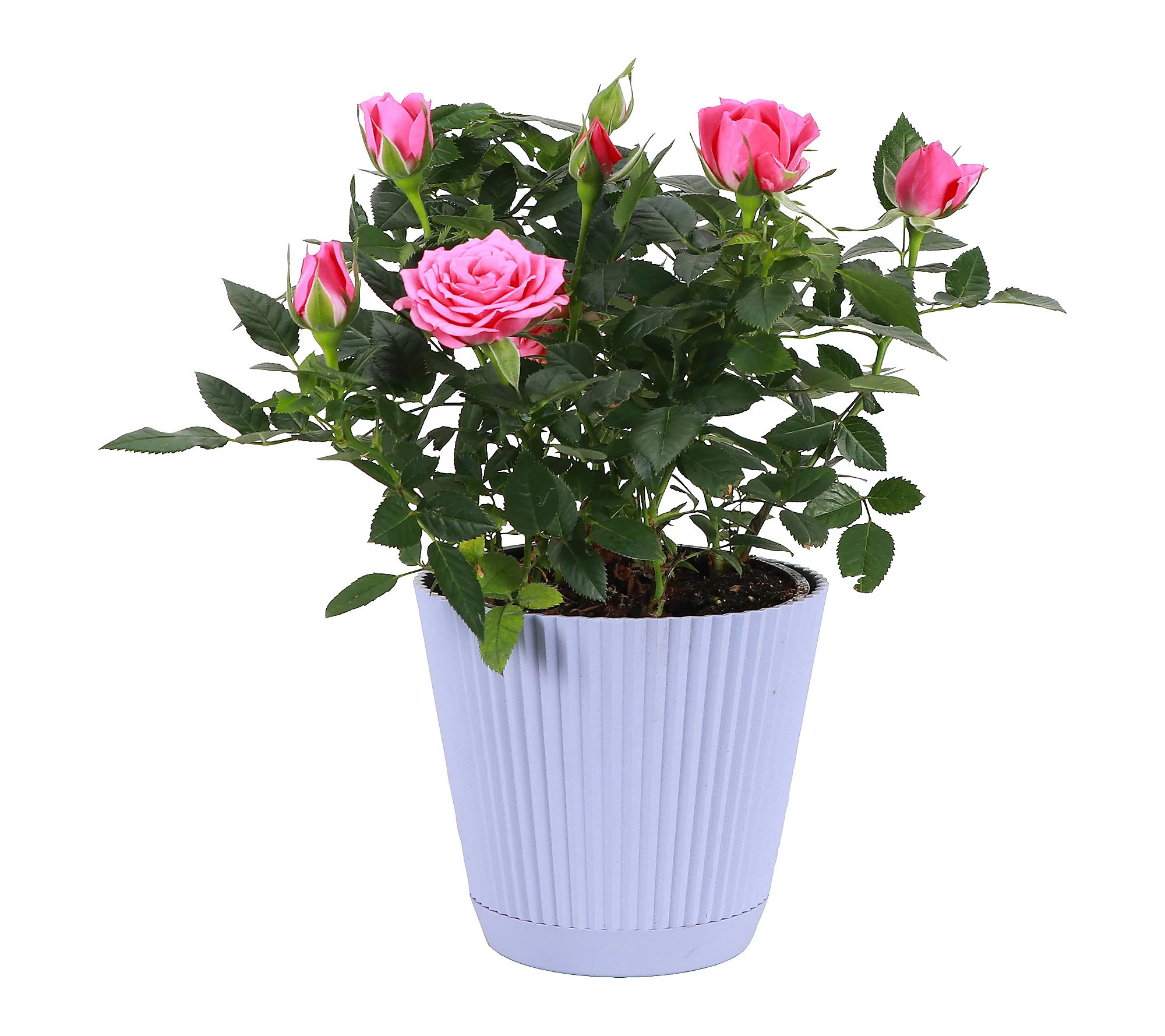 Thorsen's Greenhouse Live Pink Mini Rose Bush | QVC