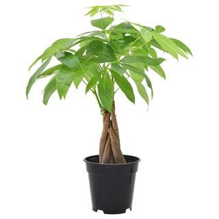 4 in. Money Tree Plant Black Plastic Grower Pot | The Home Depot