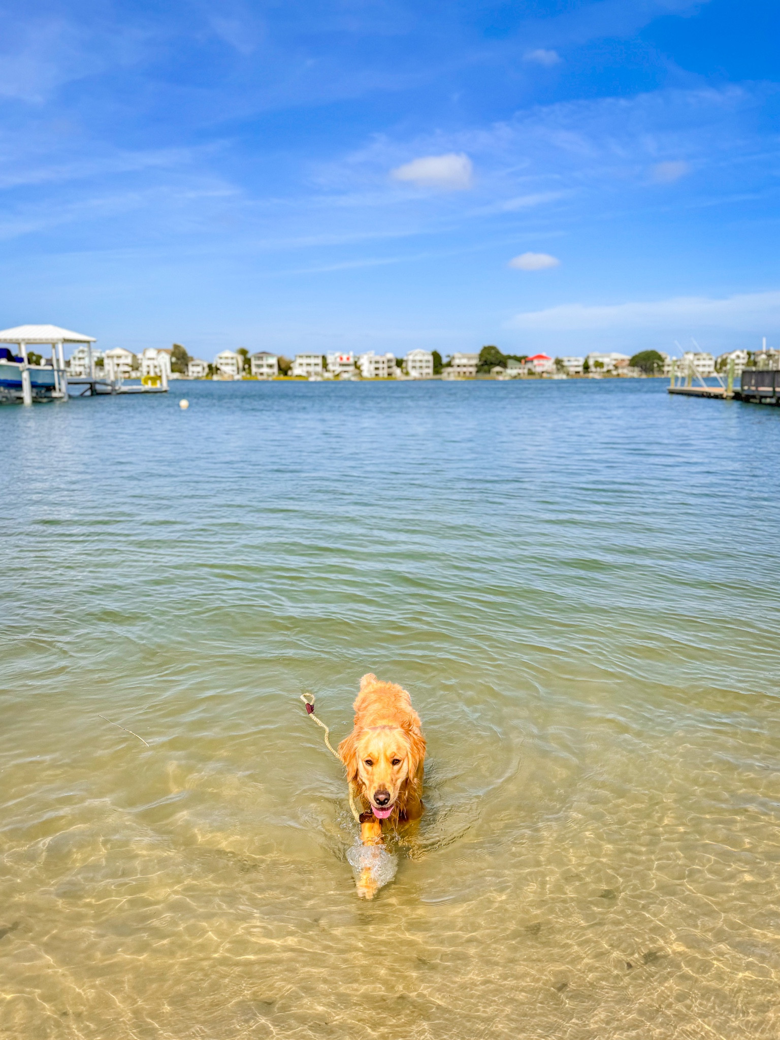 Fall dog essentials 🌊🍁

Time to get your pup ready for fall, grab these cute and cozy pup fall supplies!

Dog mom, puppies, golden retrievers 

#LTKHome #LTKSwim #LTKFamily