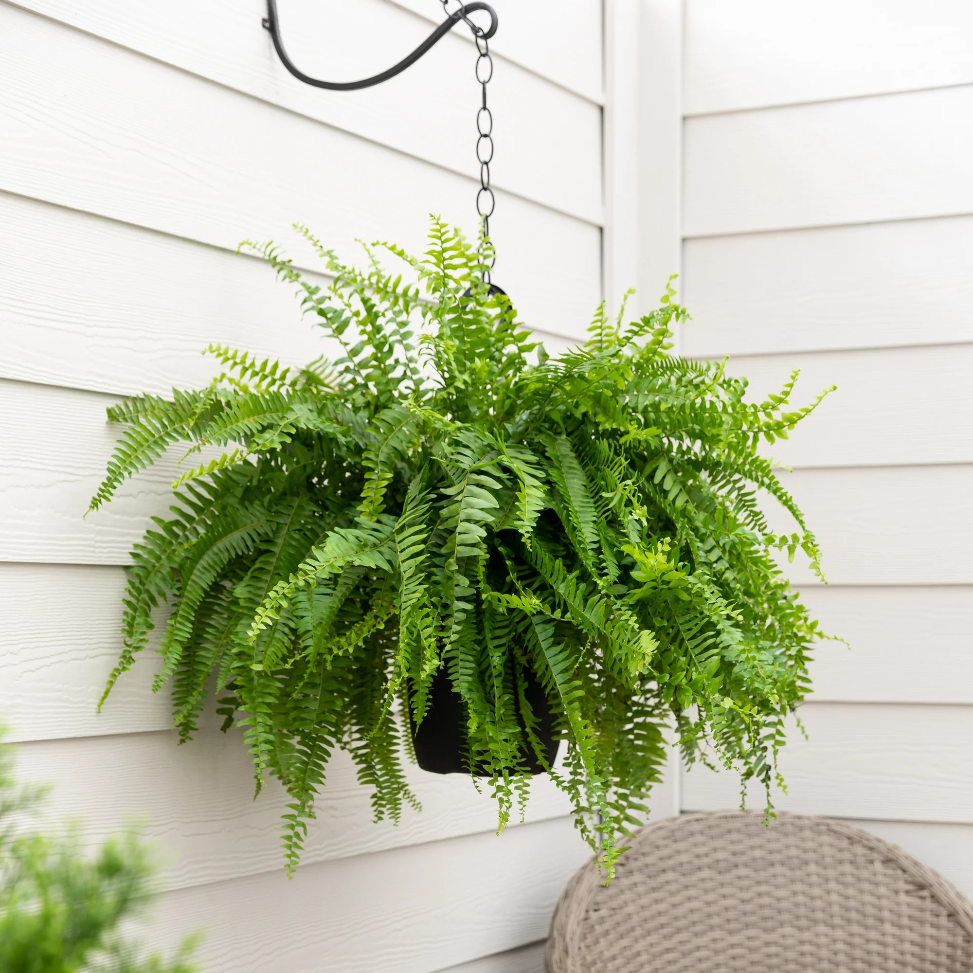Expert Gardener 1.5Gal Green Boston Fern Live Plant Hanging Basket Part Shade | Walmart (US)