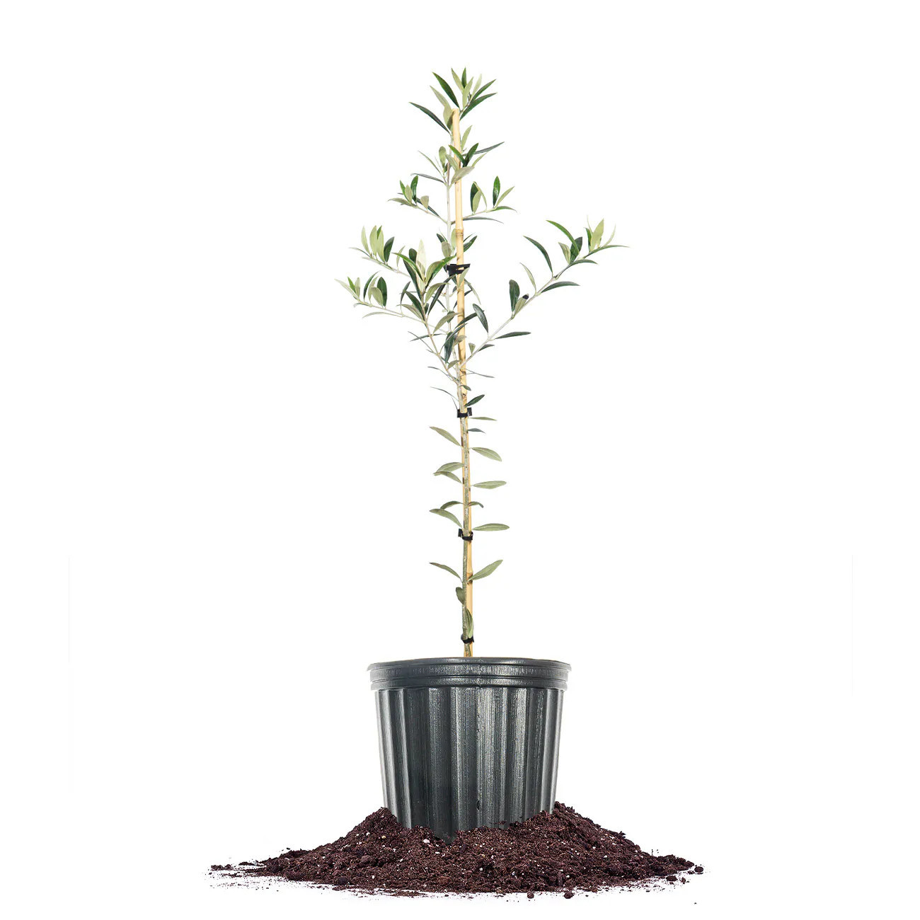 Perfect Plants 1 -Gallon Fruit Evergreen Arbequina Olive In pot (with soil) | LOARBEQUINA2-3FT | Lowe's