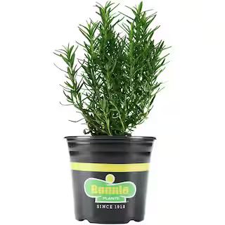 Bonnie Plants 2.32 qt. Rosemary Plant-PREMGAL5090 - The Home Depot | The Home Depot