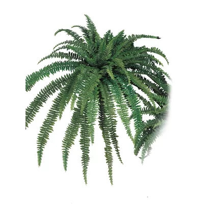 Boston Artificial Fern Plant | Wayfair North America