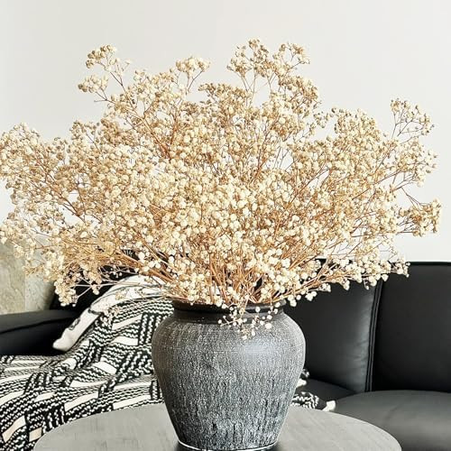 3500+ Dried Babys Breath Flowers Bouquet, Ivory White 17'' Real Natural Gypsophila Branches Dried... | Amazon (US)