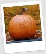 Craft-Tex PUM 2 Classic Pumpkin Fall Harvest | Amazon (US)