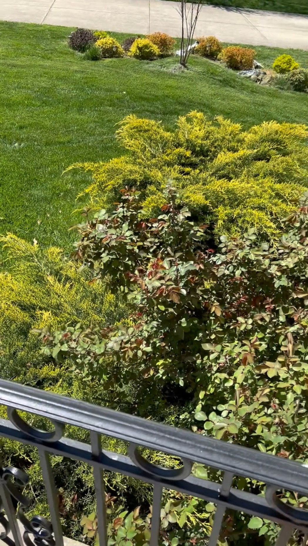 It’s time to get your grass looking as good as you look ladies! Checkout these products we use to keep our grass looking amazing! 

#LTKSeasonal #LTKunder50 #LTKFind
