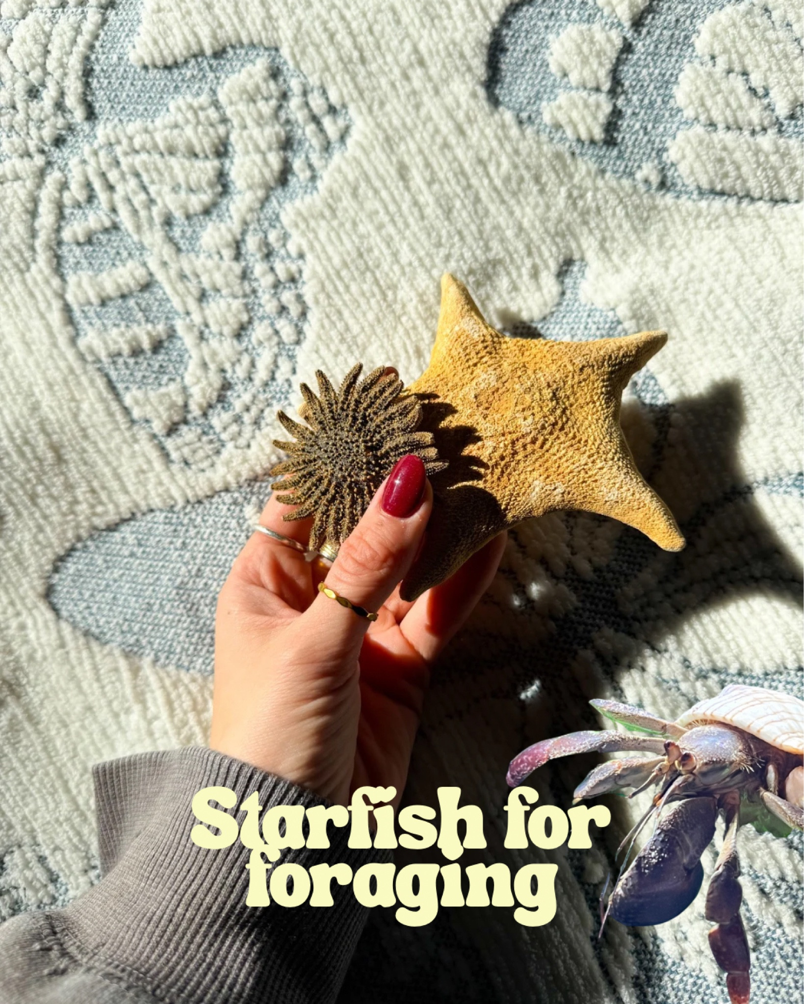 Starfish foraging for hermit crabs 