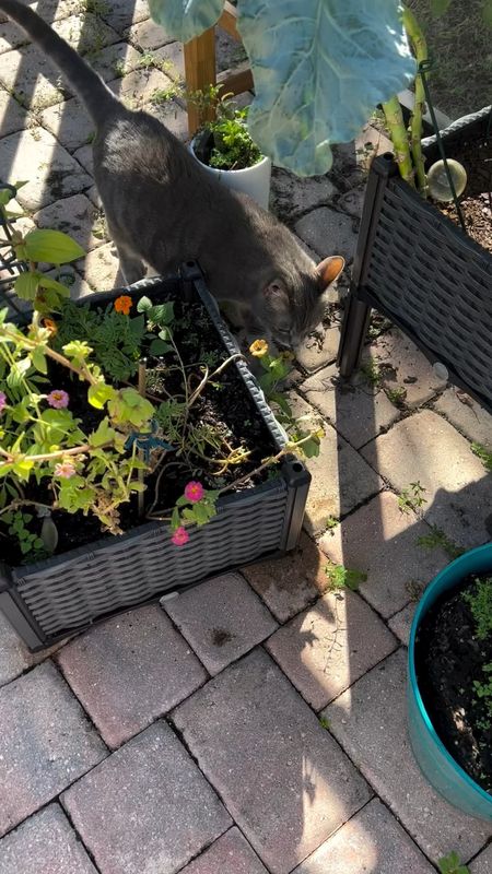 When you started out as homeless kittens on the streets and now you have your own catio, home grown spinach and cat grass, and all the lizard buddies you ever wanted 😻💚🦎🌱🪴 tagging the planters!

#LTKSeasonal #LTKhome #LTKfamily