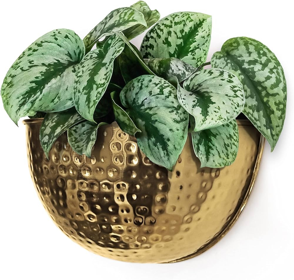 Allegorie Metal Wall Planter | Indoor or Outdoor Hanging Plant Pot | Farmhouse Decor & Boho Kitch... | Amazon (US)