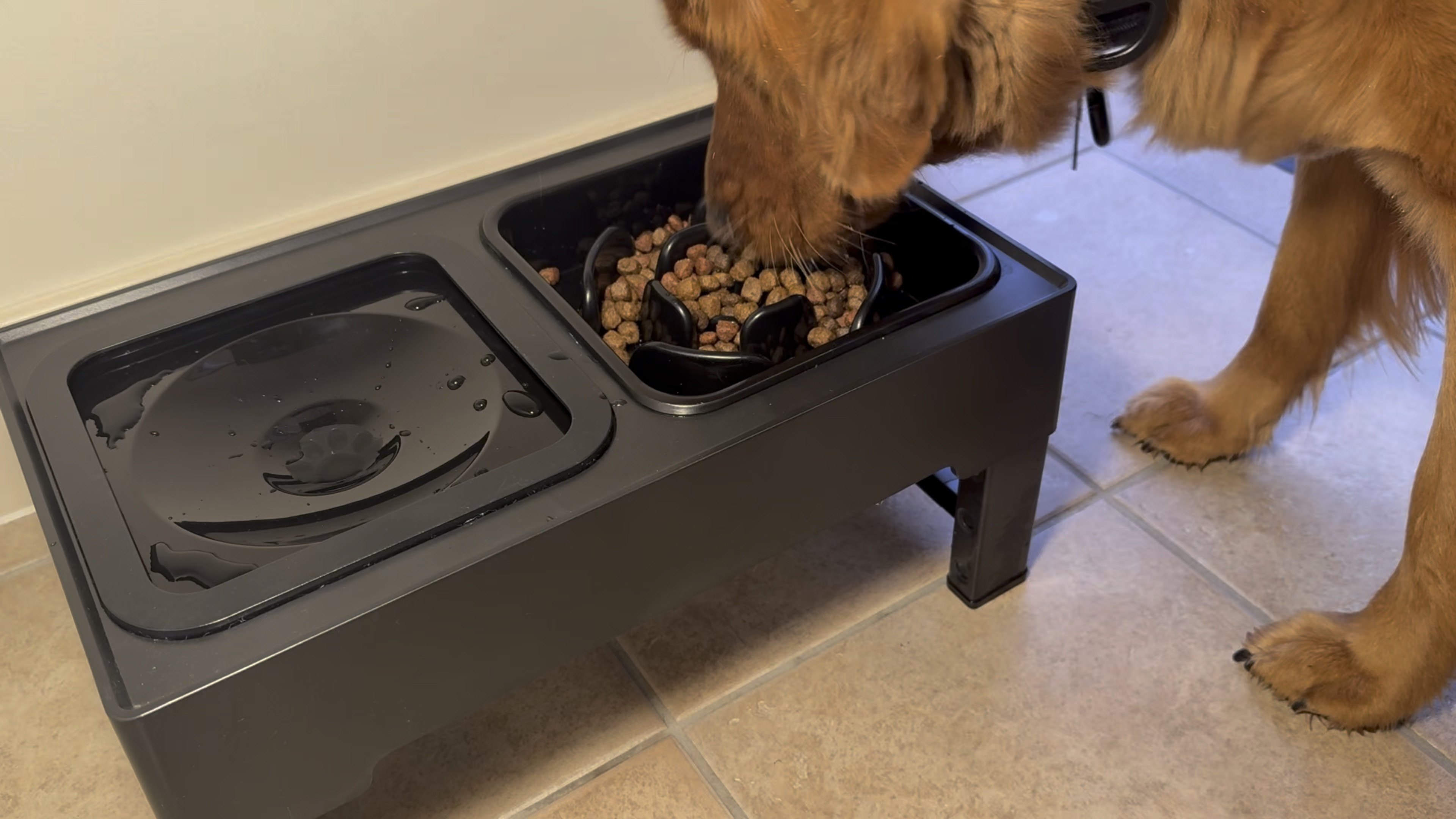 Two years later and this adjustable-height slow feeder has STILL kept my floors dry 😍🐶🦴🐾

#LTKMostLoved #LTKFindsUnder50 #LTKHome