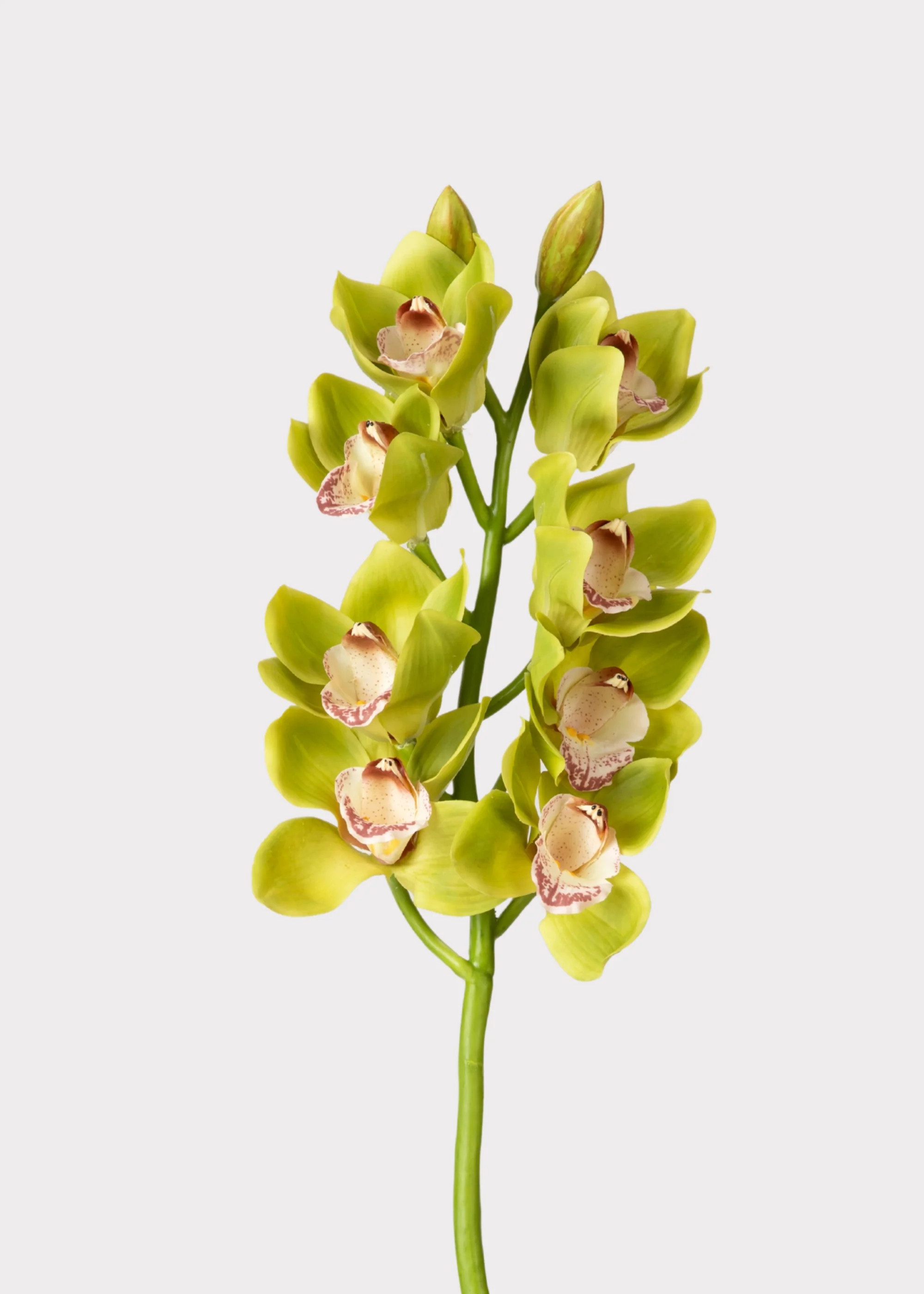Green Burgundy Faux Cymbidium Orchids - 28.5 | Afloral