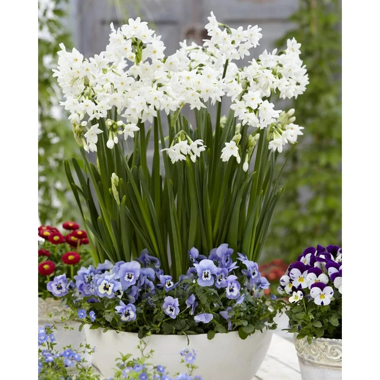 Paperwhite Narcissus Bulbs for Planting - Jumbo Ziva Paperwhite Flowers - Force Indoors or Grow O... | Walmart (US)