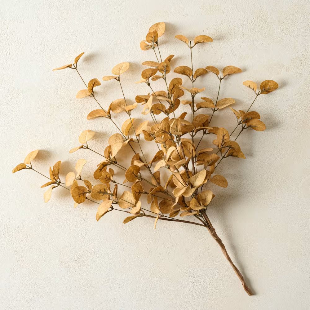 Eucalyptus Seed Bush | Magnolia