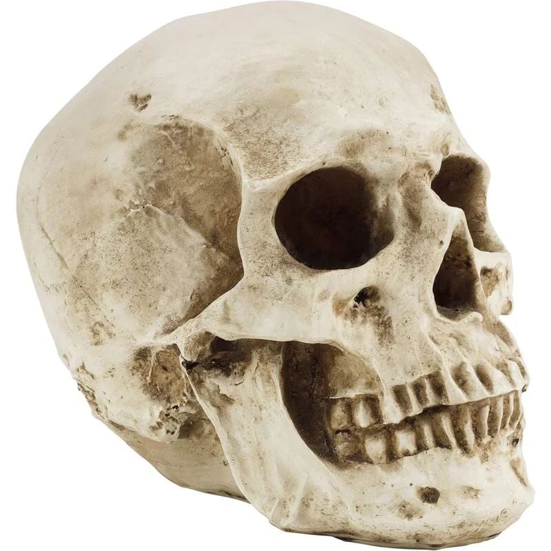 Human Skull Model - Realistic Resin Medical Skeleton - Life Size Head Replica for Anatomical Medi... | Walmart (US)