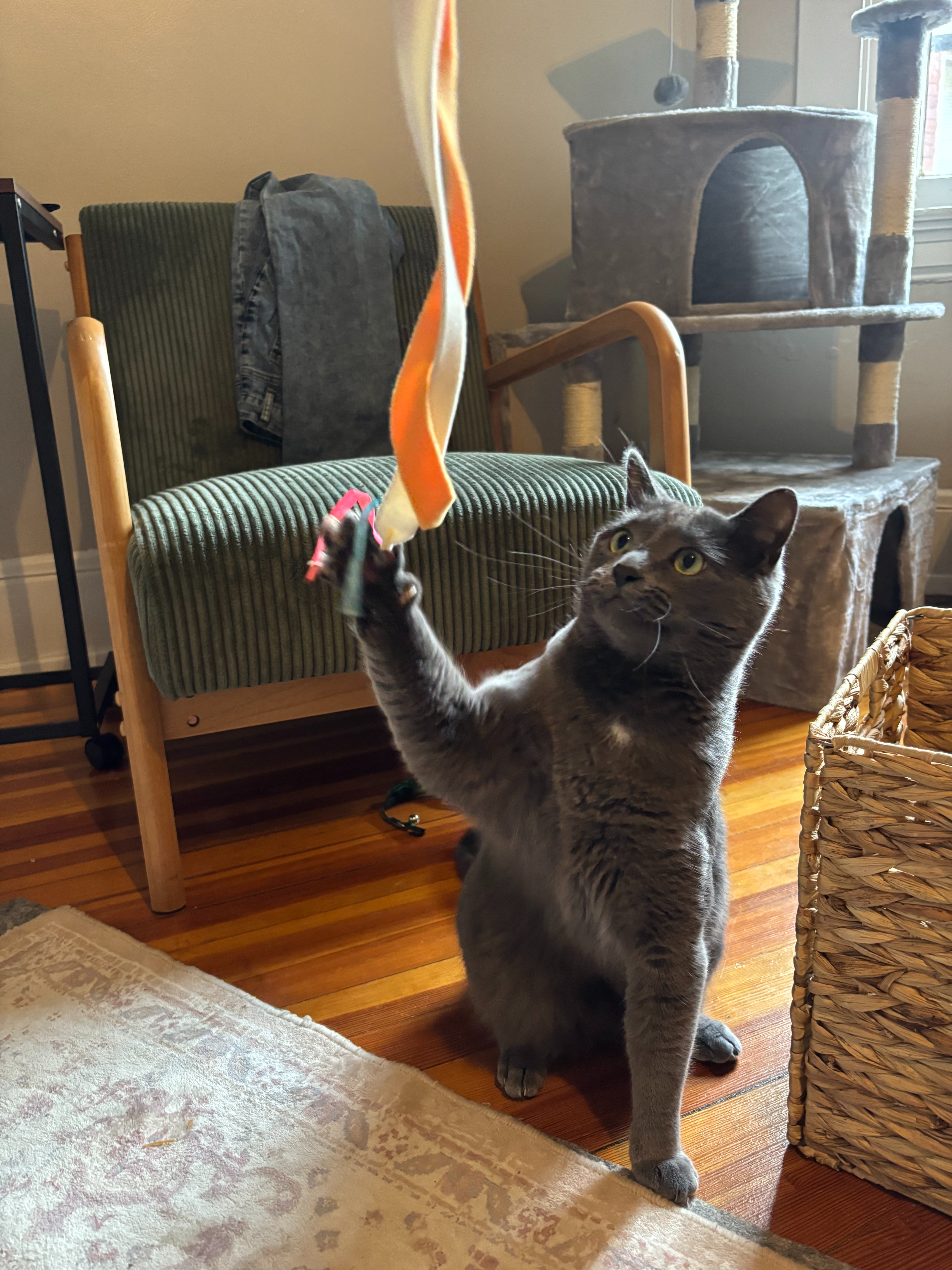 PETSMART right now; buy 3 get one free cat and dog toys + 20% off everything! 

 

#LTKdayinmylife #LTKSaleAlert