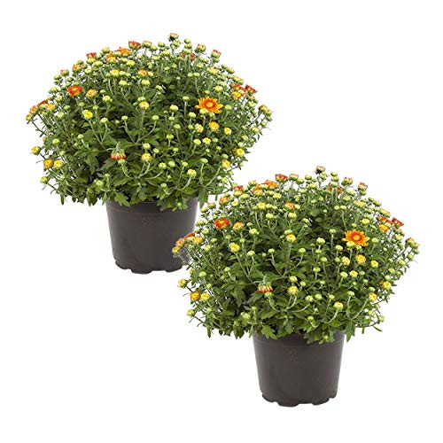 Chrysanthemum (2 Pack) - Orange Blooms, Live Fall Flowering Perennial, 13" Tall by 12" Wide in 3 Qt Pot | Amazon (US)