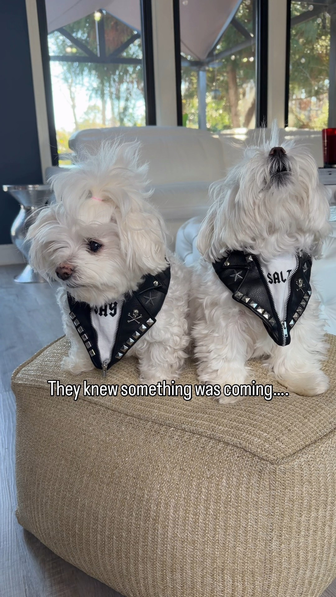 They both want it… very differently. 🐶🐶

Sailor waits patiently.
Salty? Immediate action only.

These are Rare Breed™ Tender Meat Cuts — made with just 3 simple ingredients and a single protein. No fillers, no grains, no artificial ingredients… and no chicken.

Just real meat dogs go crazy for.

#LTKKids #LTKmomlife #LTKfoodie