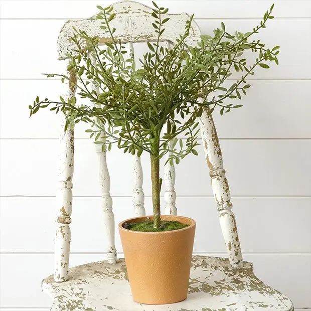 Classic Farmhouse Potted Thyme Topiary | Antique Farm House