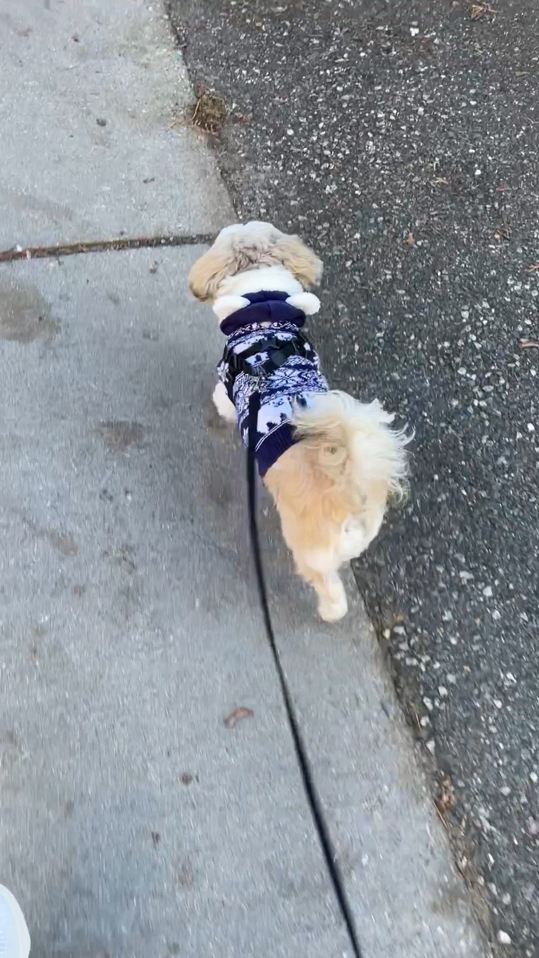 💙 Polar bear 🐻‍❄️ @walmartfashion doggy sweater 

Size S runs small so Ralphie needed size M. He is a 15 pound male Shih Tzu.

#LTKbaby #LTKkids #LTKGiftGuide