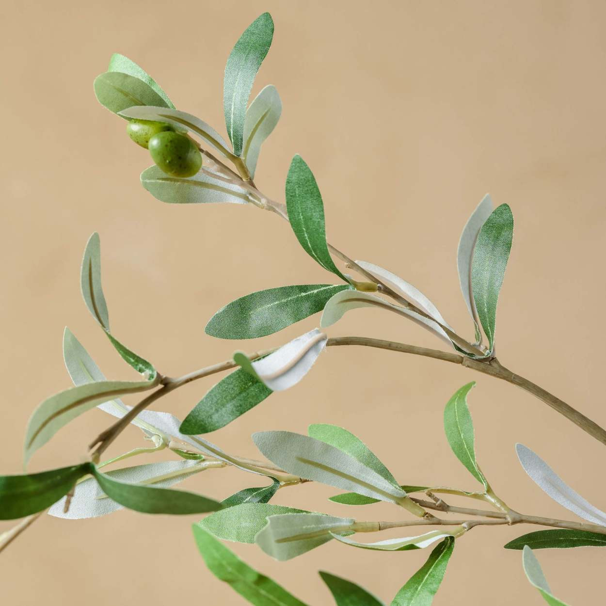 Olive Stem | Magnolia