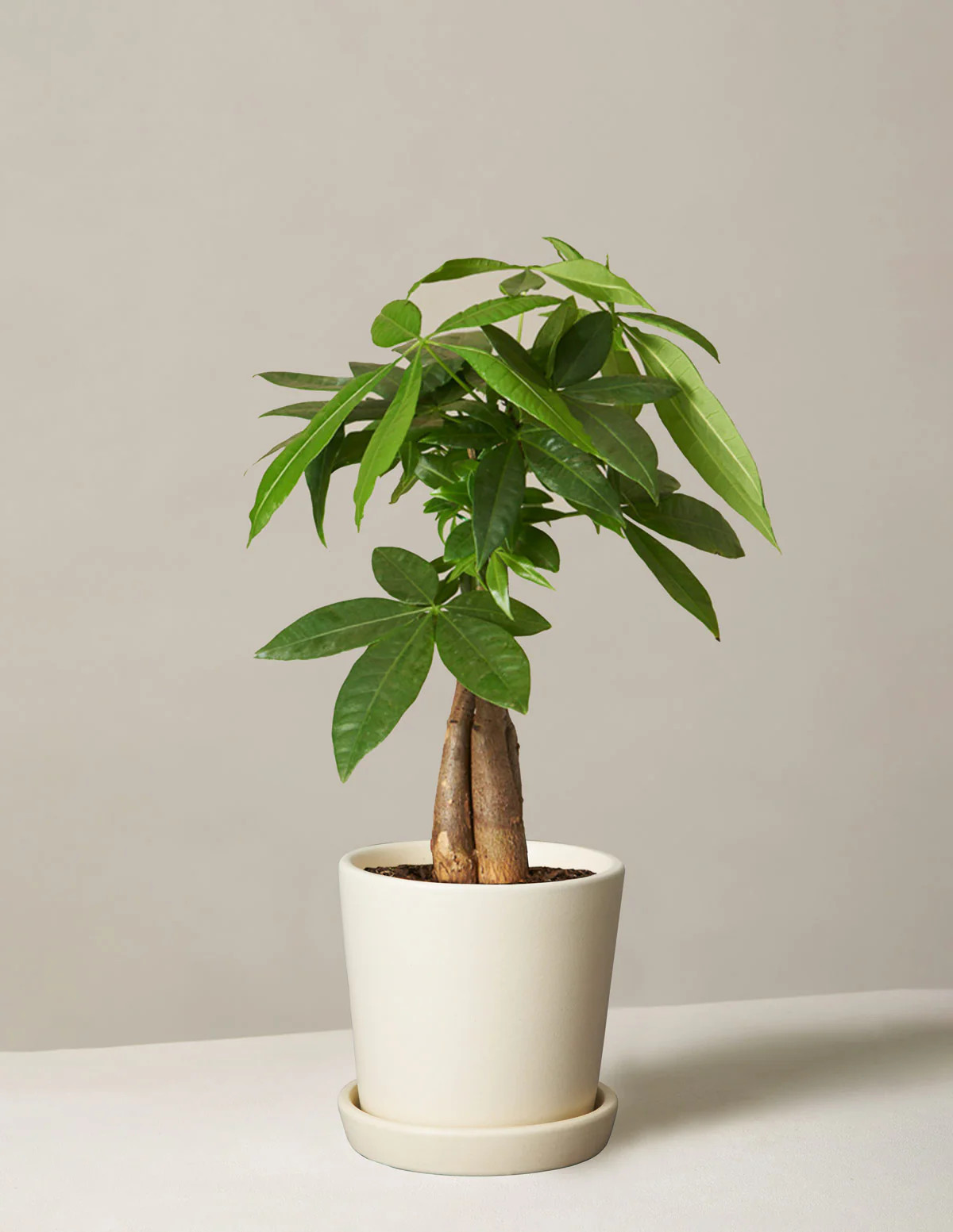 Money Tree Plant | The Sill