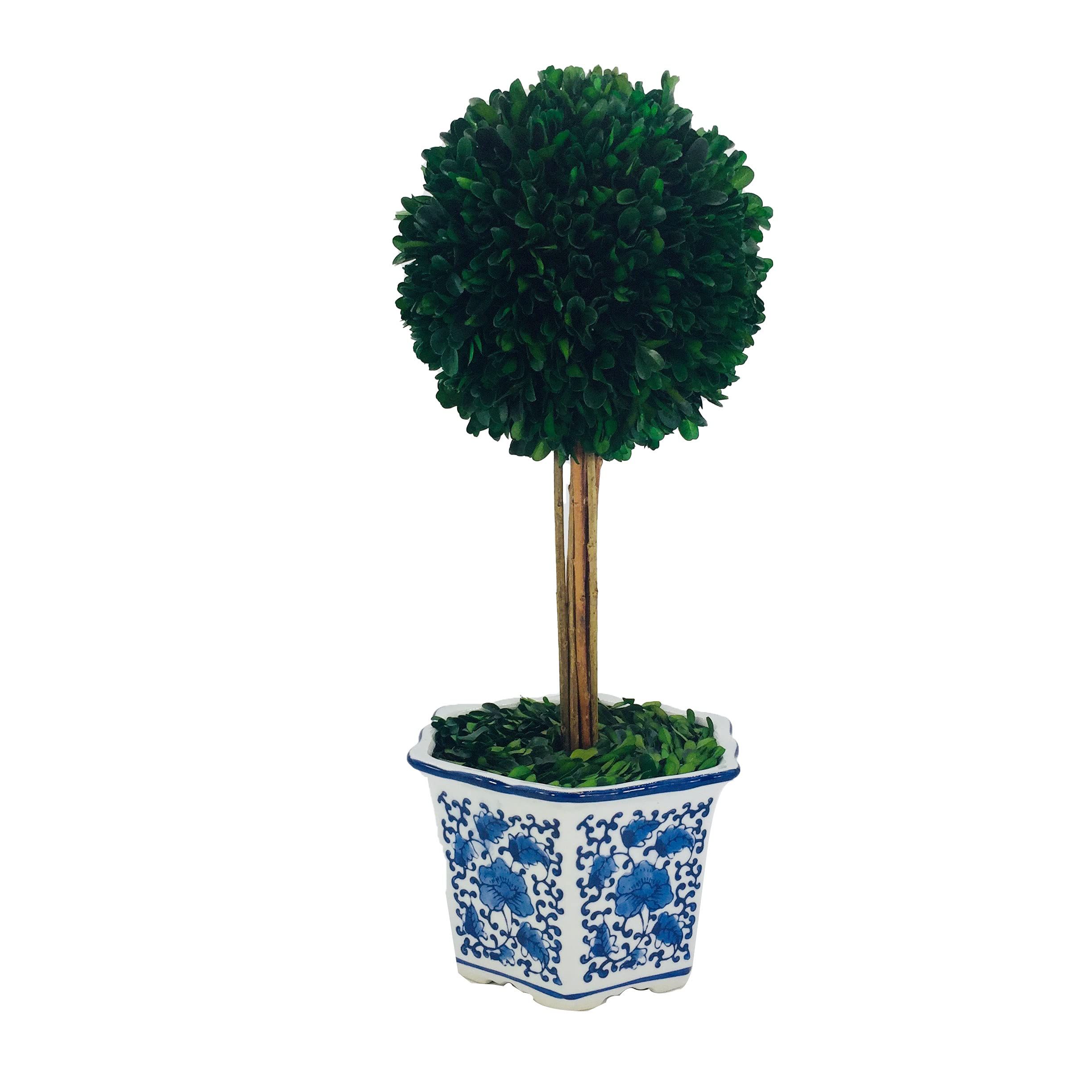 Galt International Preserved Boxwood Topiary Tree in Ceramic Pot - Plant and Table Centerpiece - Stu | Amazon (US)