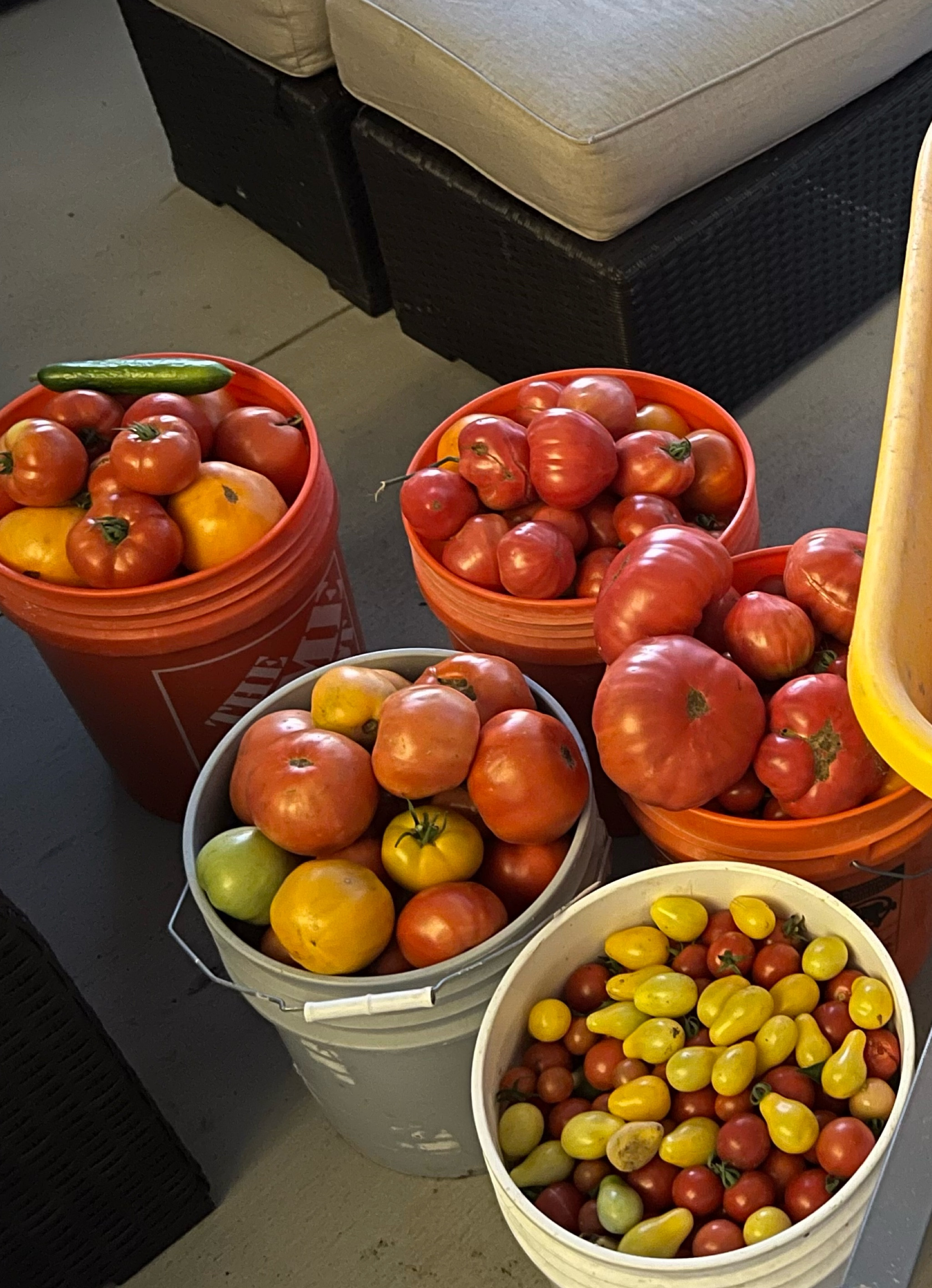 Tomato seeds 



#LTKSeasonal #LTKfamily #LTKFind