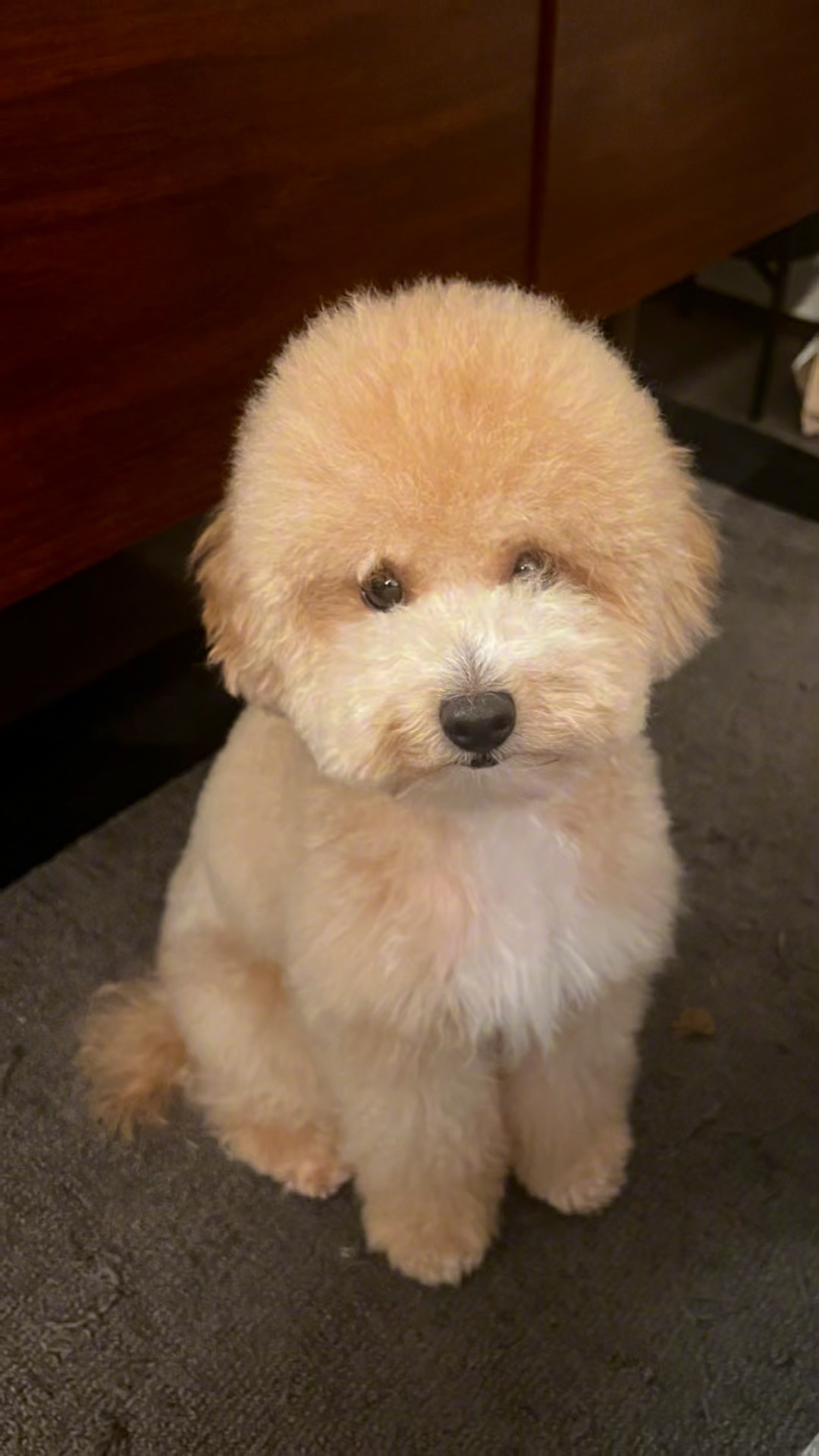 I think my dog is the cutest, but I know it’s mainly because he has great hair!!! All products from @Chewy #ChewyPartner #LTKPet #LTKHoliday 
 

 #LTKCyberWeek #LTKGiftGuide #LTKSeasonal