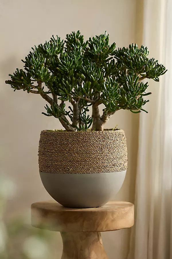 Cement + Seagrass Round Planter | Anthropologie (US)