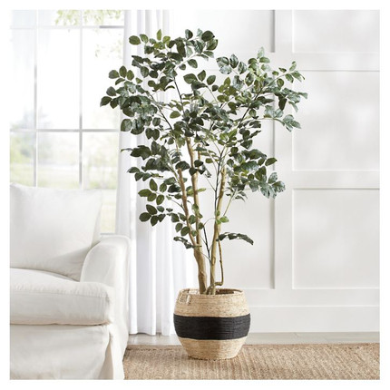 Wild Coffee Panax Tree | Grandin Road