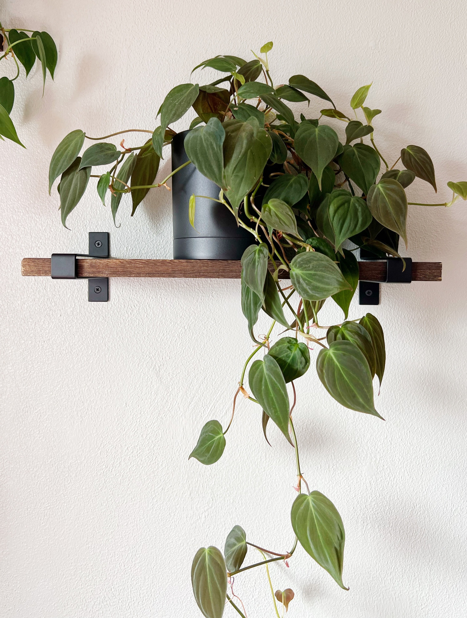 Big fan of house plants; bigger fan of these black, plastic pots for them 🪴

#amazonhome
#trending
#neutrals
#simple

#LTKFind #LTKstyletip #LTKhome
