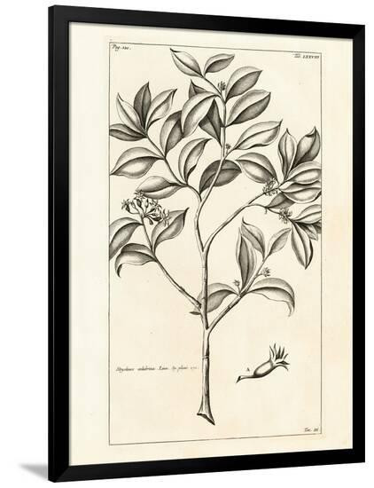 Tropical Leaf Study I | Allposters.com