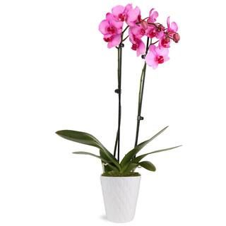 Premium Orchid (Phalaenopsis) Pink Watercolor Plant in 5 in. White Ceramic Pottery | The Home Depot