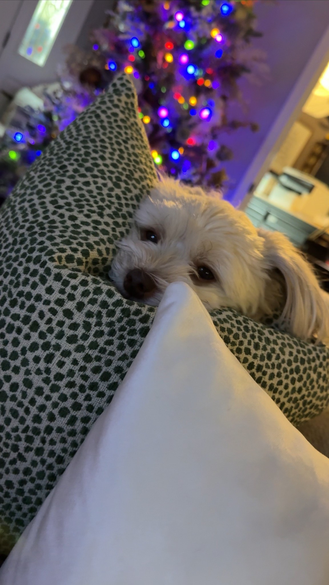 These pillows are so comfy that Mia can’t stay away from them 💕

#LTKHome #LTKdayinmylife #LTKFindsUnder50