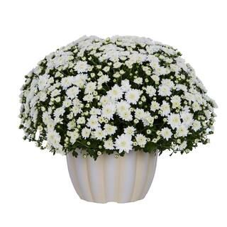 METROLINA GREENHOUSES 1 Gal. White Mum Chrysanthemum White Mumkin Planter Perennial Plant (1-Pack... | The Home Depot