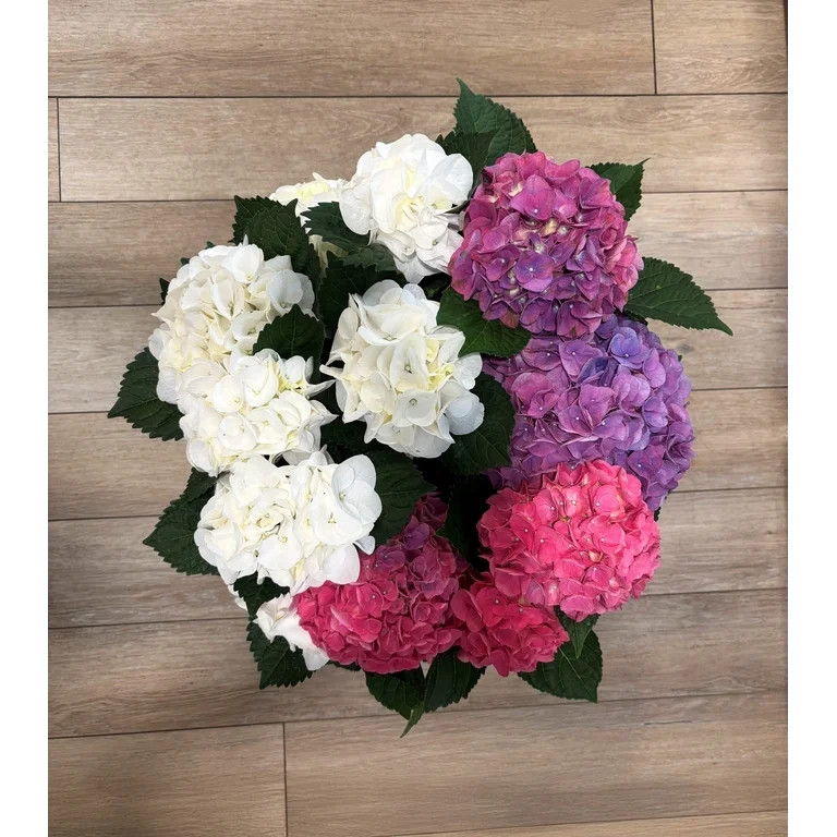 Tri color Hydrangea (14 Inch) Flowering Shrub - Part Sun Live Outdoor Plant | Walmart (US)