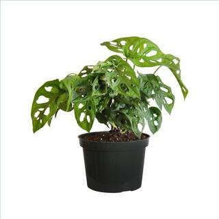 8 in. to 10 in. Tall Swiss Cheese Plant Monstera Adansonii Plant in 6 in. Grower Pot | The Home Depot