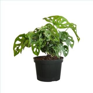 8 in. to 10 in. Tall Swiss Cheese Plant Monstera Adansonii Plant in 6 in. Grower Pot | The Home Depot