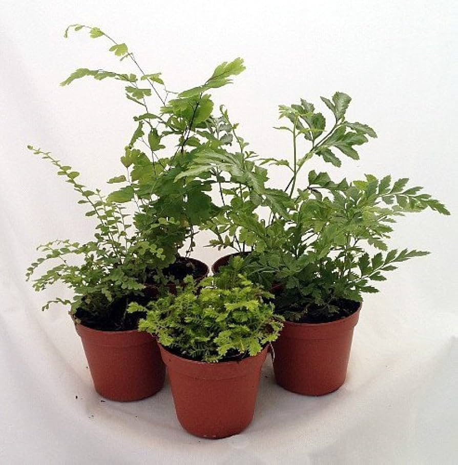 Ferns - Fairy Garden - 5 Different Plants- 4" Pots | Amazon (US)