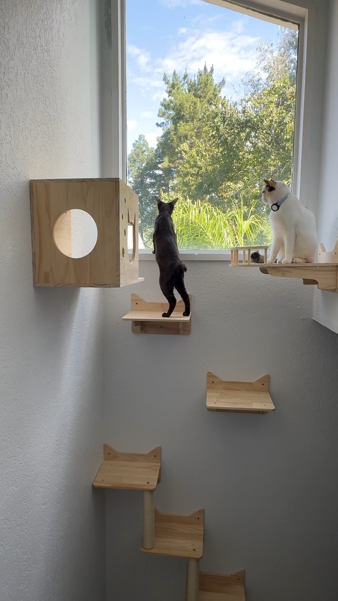 wall-mount shelves for our little creatures to play and enjoy. The cats really enjoy it, it doesn’t take up any floor space and feels solid mounted on the wall

#LTKHome #LTKSaleAlert #LTKdayinmylife