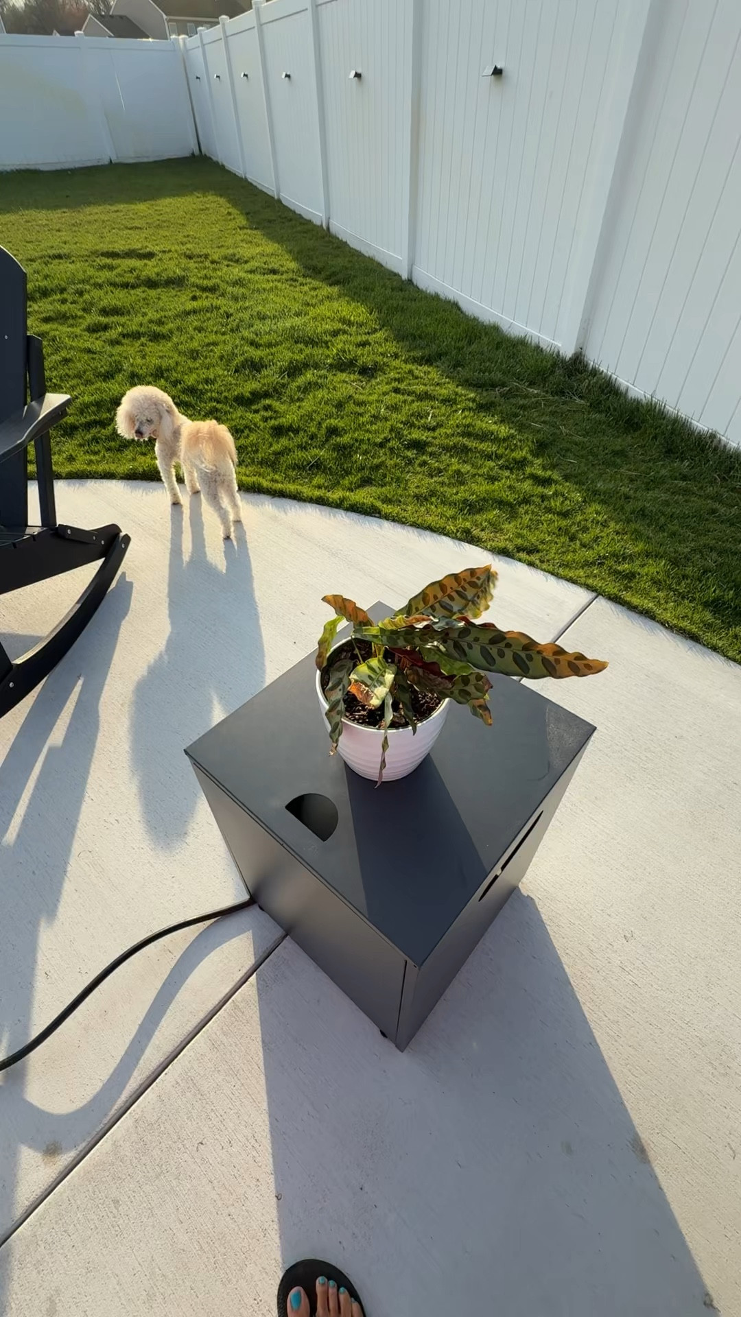 I can't believe this plant is still living. In the past, things would survive under my care for no more than two days. 🫠 I guess with age, I'm developing a green thumb. #calatheaplant #plantmom #enjoyingthesun 

#LTKHome #LTKstorytime #LTKSeasonal