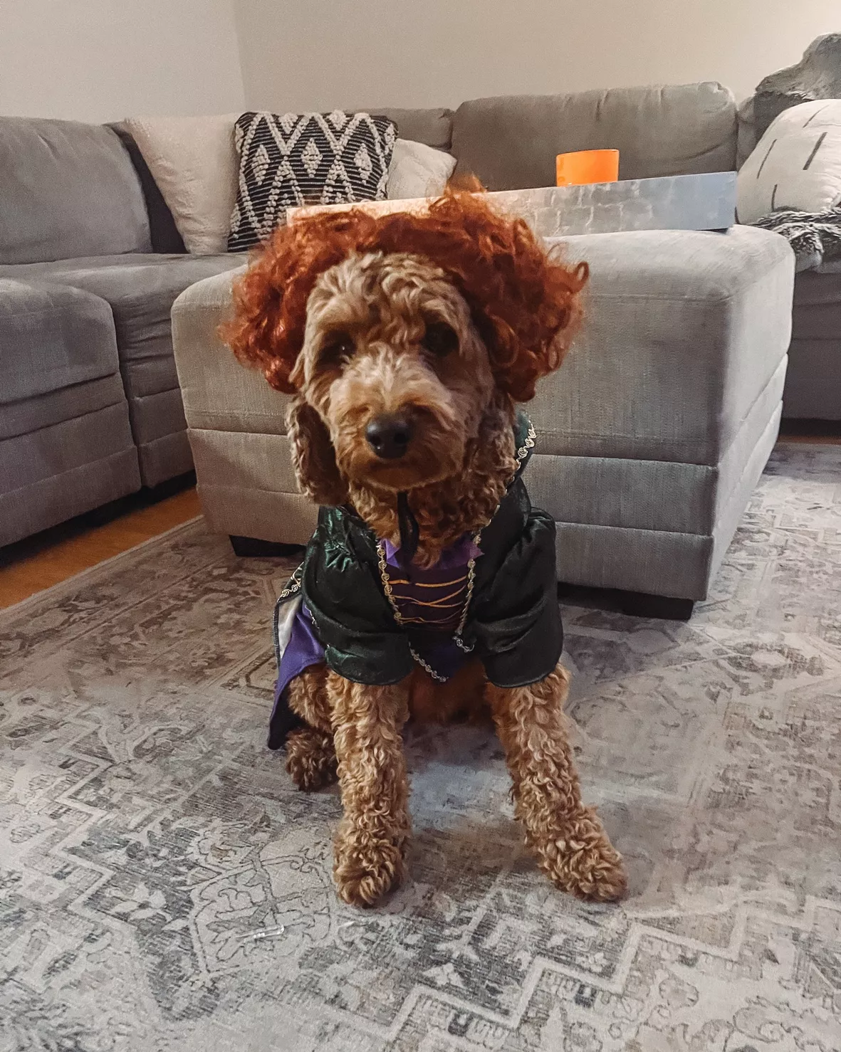 Hocus Pocus: Winifred Pet Costume … curated on LTK